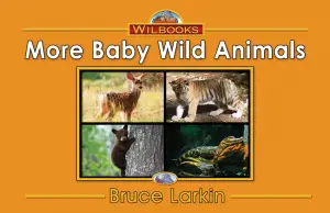 More Baby Wild Animals