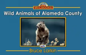 Wild Animals of Alameda County