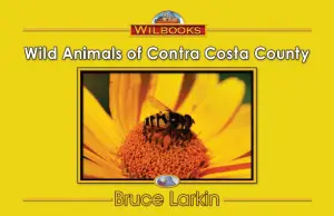 Wild Animals of Contra Costa County