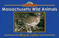 Massachusetts Wild Animals