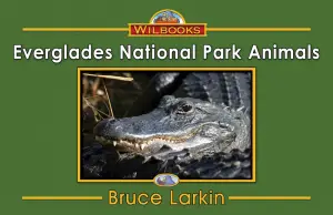 Everglades National Park Animals