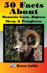 50 Facts about Mountain Goats, Bighorn Sheep, and Pronghorns