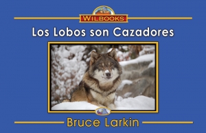 Los lobos son cazadores