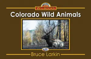 Colorado Wild Animals