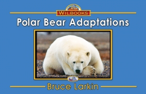 Polar Bear Adaptations