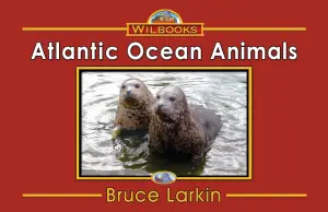 Atlantic Ocean Animals