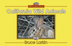 California Wild Animals