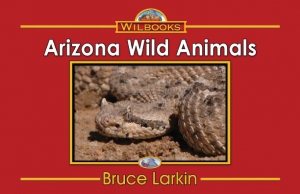 Arizona Wild Animals