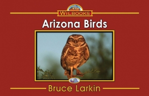 Arizona Birds