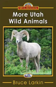 More Utah Wild Animals