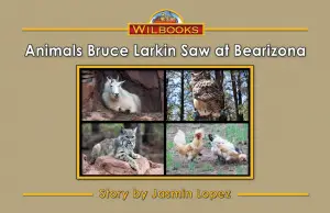 Animals Bruce Larkin Saw at Bearizona