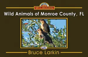 Wild Animals of Monroe County, FL