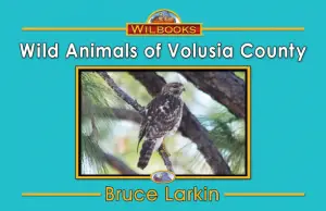 Wild Animals of Volusia County