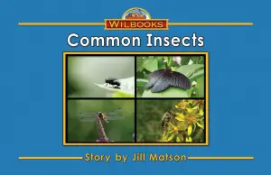 Common Insects