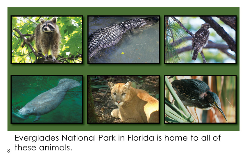 Everglades National Park Animals (First Grade Book) - Wilbooks