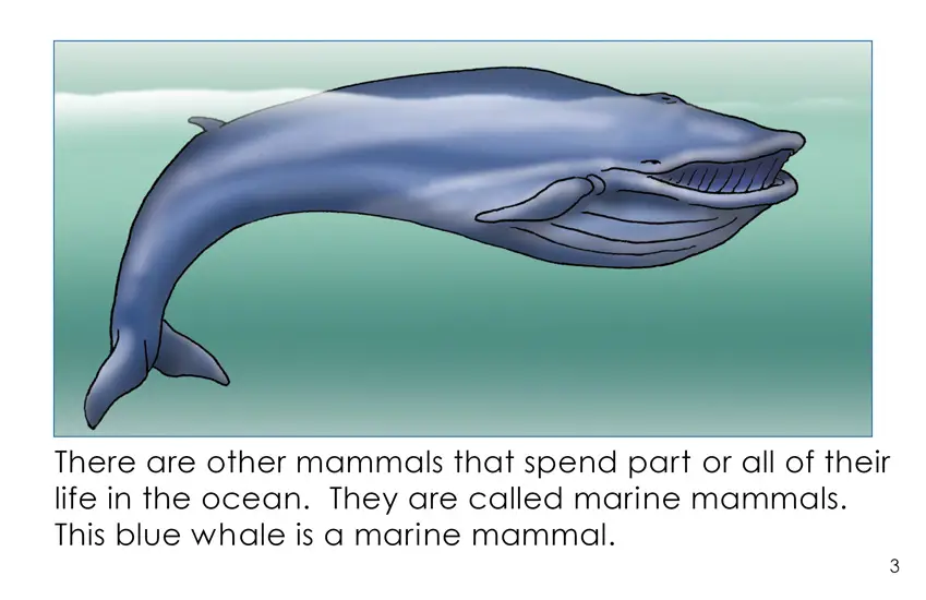 More Marine Mammals (Second Grade Book) - Wilbooks
