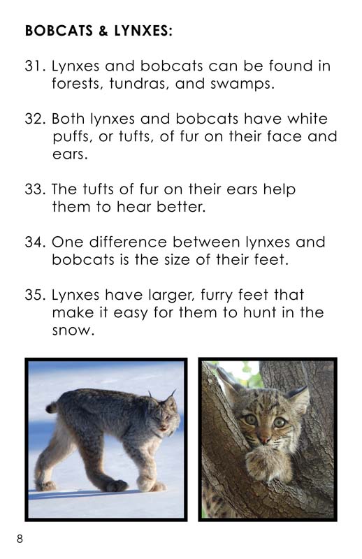 How to tell the difference between bobcat and lynx