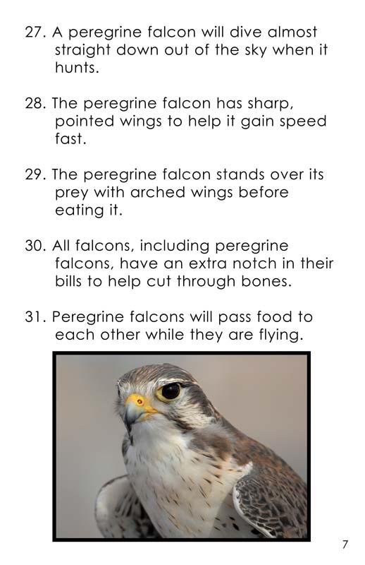 Did You Know? Ten Amazing Facts About Birds of Prey and Vultures - Buffalo  Bill Center of the West