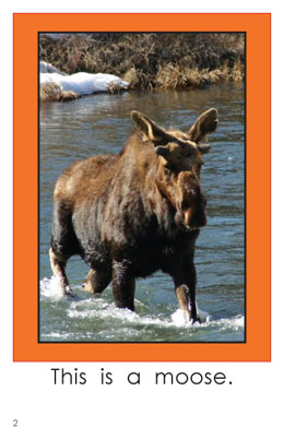 maine wild animals wilbooks