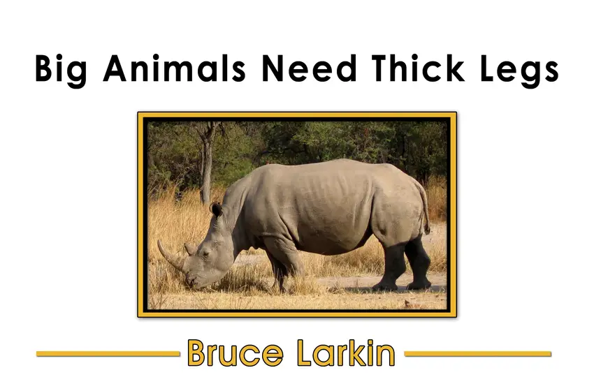 Big Animals Need Thick Legs (Kindergarten Book) - Wilbooks