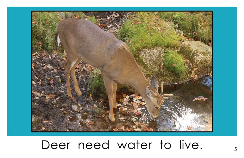 All Animals Need Water (Kindergarten Book) - Wilbooks