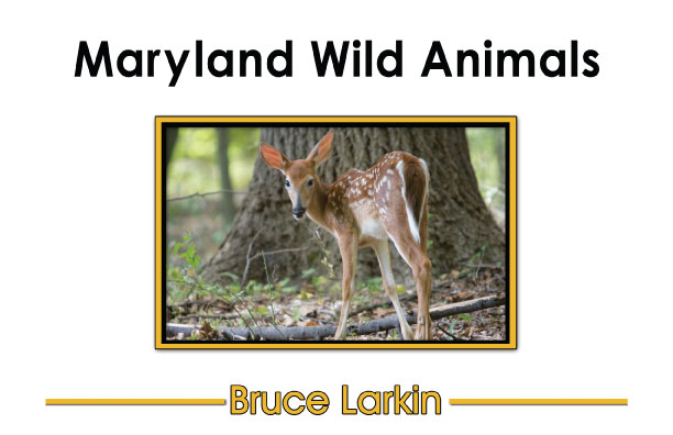 Maryland Wild Animals (Kindergarten Book) - Wilbooks