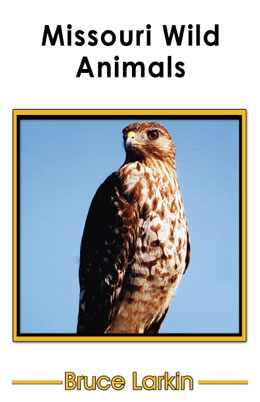 missouri wild animals kindergarten book wilbooks kindergarten reading books