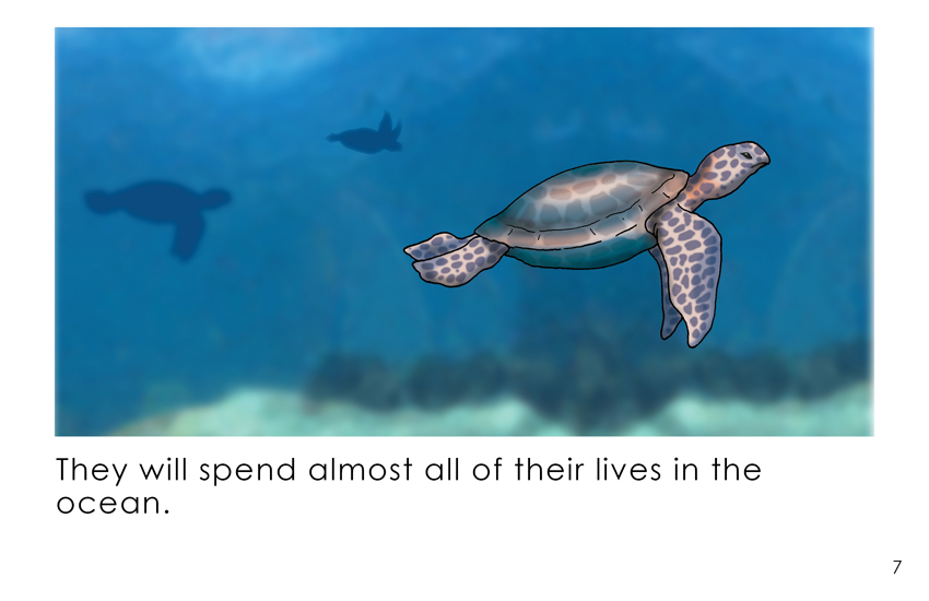 Sea Turtle Book for Kids Brings Awareness and Heart - 30A