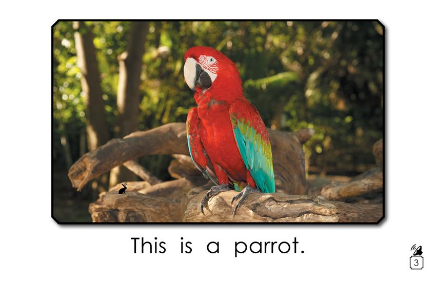 Animal Names That Begin with the Letter P: Animal Names That Begin with the Letter P: