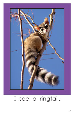 More Texas Wild Animals (Kindergarten Book) - Wilbooks