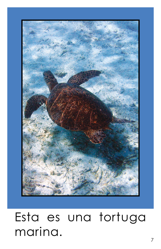 A Book About Sea Turtles (First Grade Book) - Wilbooks