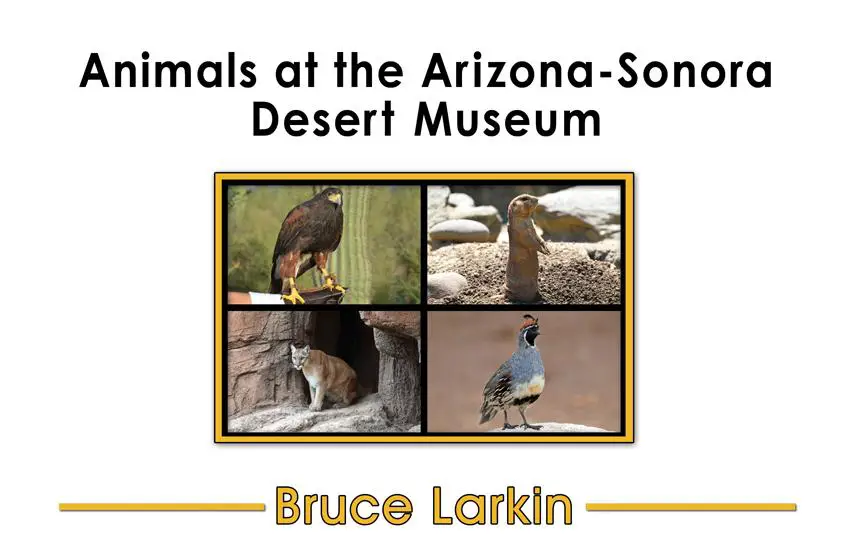 Animals at the Arizona-Sonora Desert Museum: 