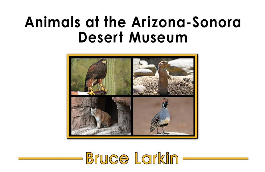 Animals at the Arizona-Sonora Desert Museum: Animals at the Arizona-Sonora Desert Museum: