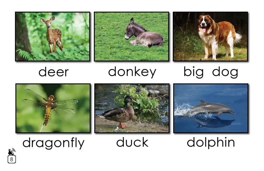 Animal Names That Begin with the Letter d: 
