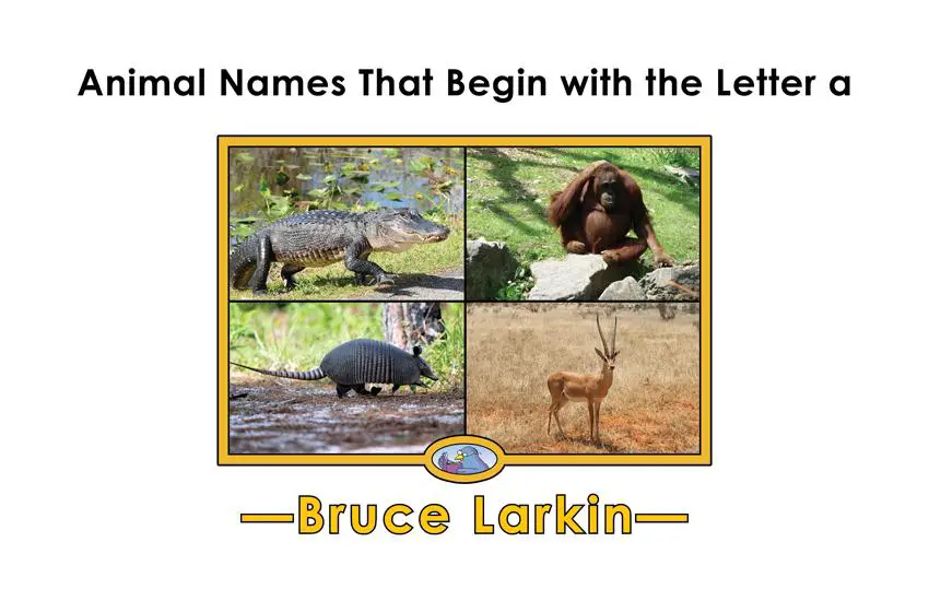 Animal Names That Begin with the Letter a: 