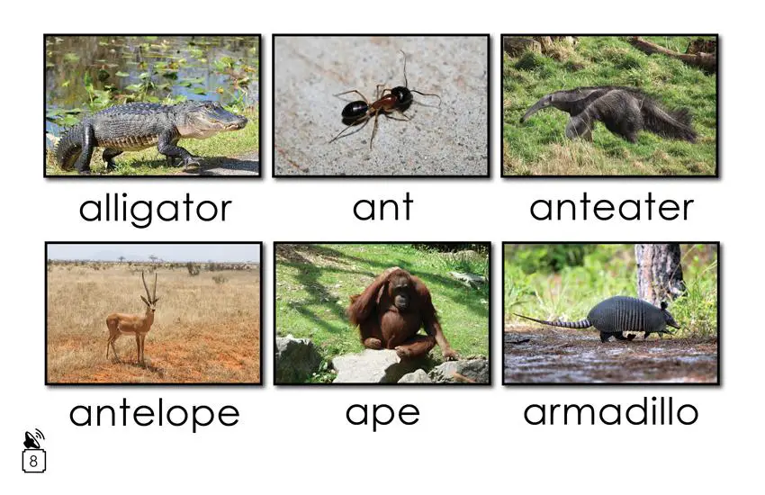 Animal Names That Begin with the Letter a: 