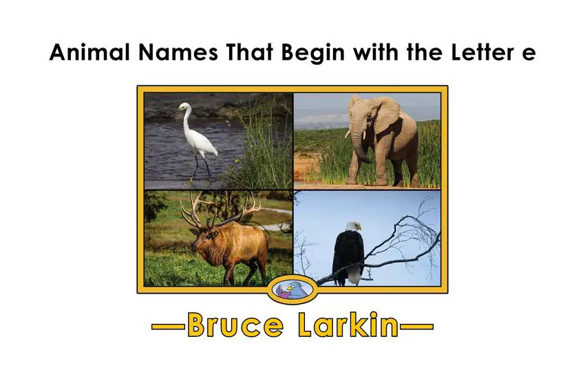 Animal Names That Begin with the Letter e: 