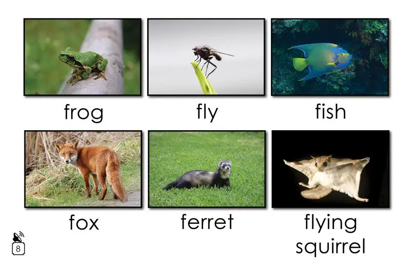 Animal Names That Begin with the Letter f: 
