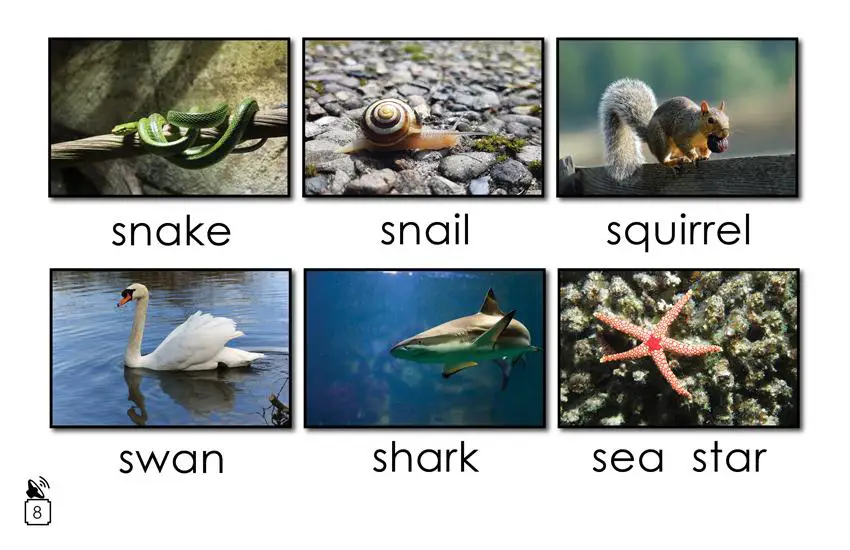 Animal Names That Begin with the Letter s: 