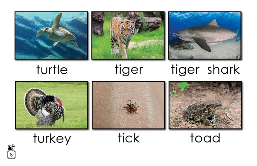 Animal Names That Begin with the Letter t: Animal Names That Begin with the Letter t: