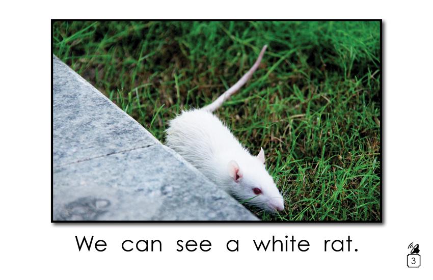 Animal Names That Begin with the Letter r: Animal Names That Begin with the Letter r: