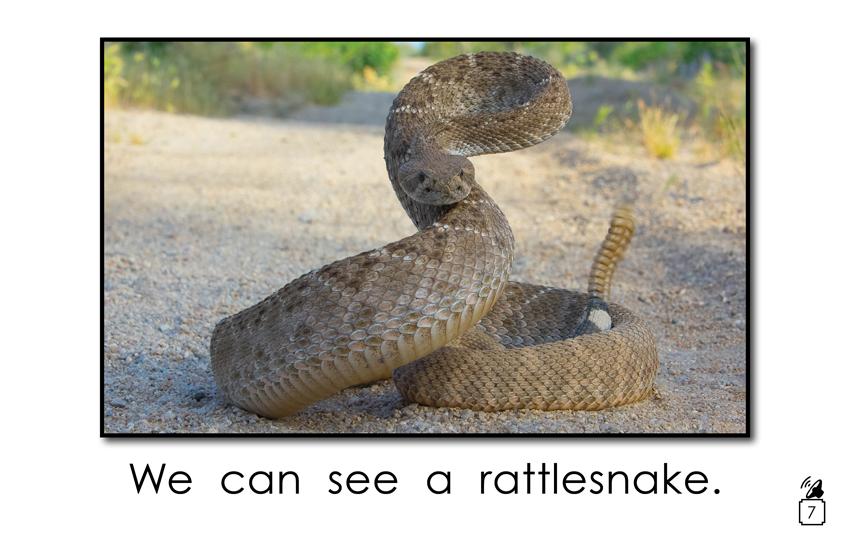 Animal Names That Begin with the Letter r: Animal Names That Begin with the Letter r: