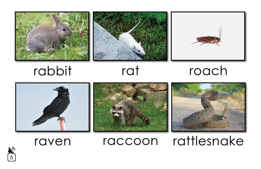 Animal Names That Begin with the Letter r: Animal Names That Begin with the Letter r: