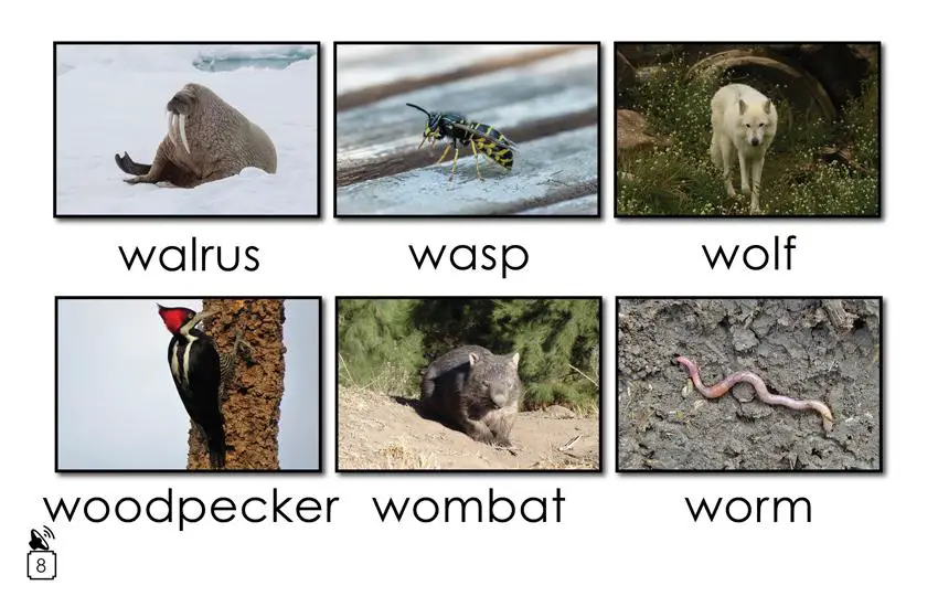 Animal Names That Begin with the Letter w: 