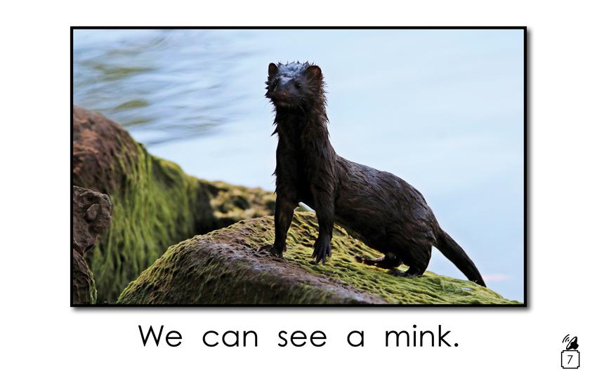 Animal Names That Begin with the Letter m: Animal Names That Begin with the Letter m: