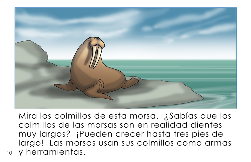 Maravillosas Morsas (Wonderful Walruses - Spanish Translation
