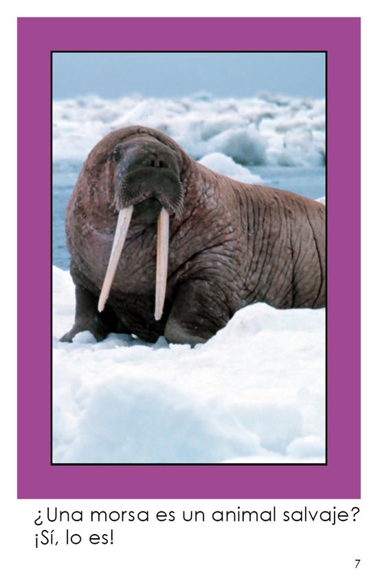 Maravillosas Morsas (Wonderful Walruses - Spanish Translation