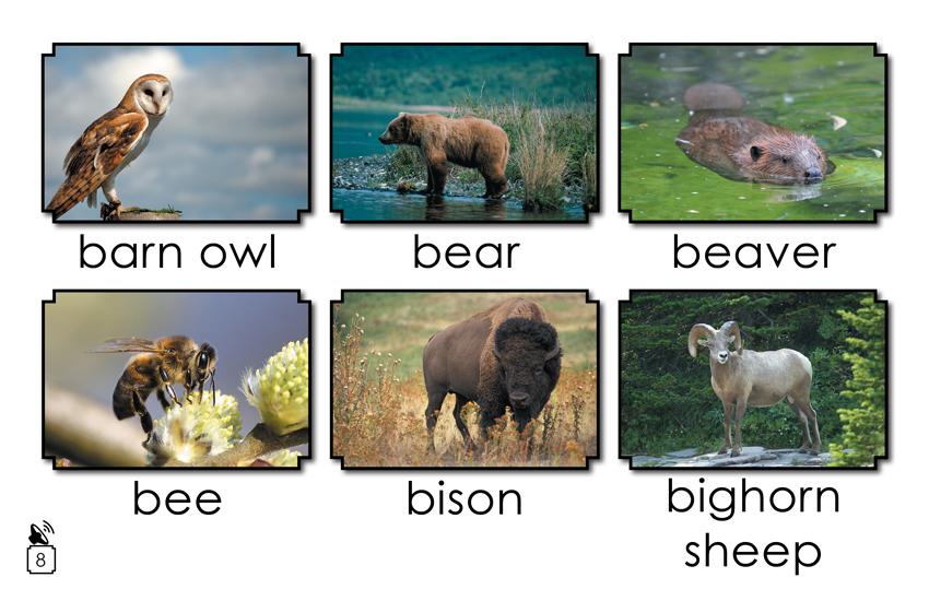 Animal Names That Begin with the Letter B: Animal Names That Begin with the Letter B: