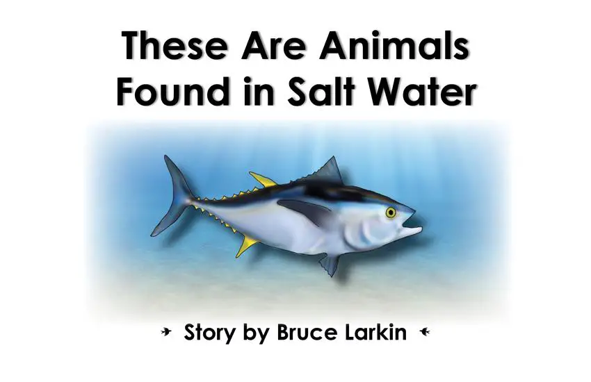 These Are Animals Found in Salt Water: 