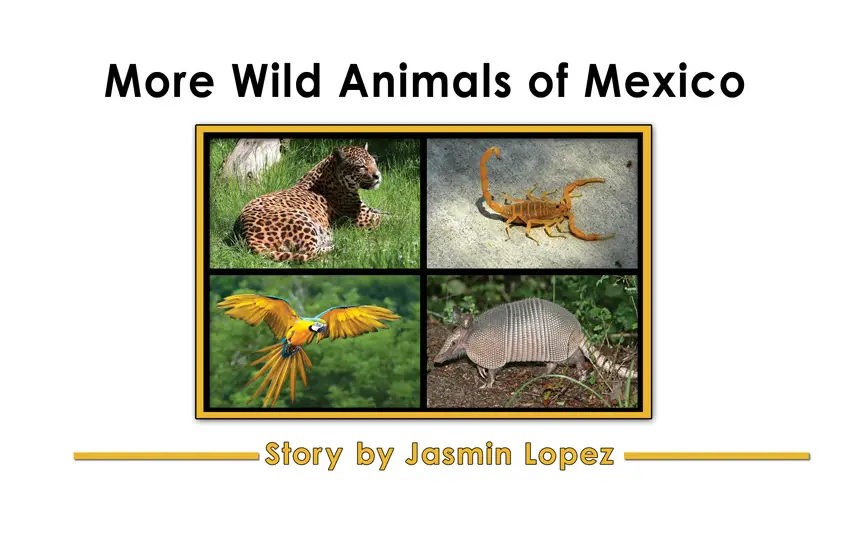 More Wild Animals of Mexico (A Kindergarten Book) - Wilbooks